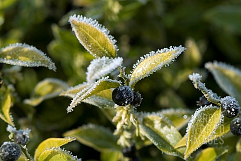 ICE_CRYSTALS_ROUND_EDGES_OF_SARCOCOCCA_LEAVES