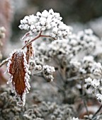 HOAR FROST CRYSTALS OUTLINING SPIREA