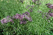 DESCHAMPSIA GRASS WITH ASTRANITA CLARET RED