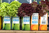 SALAD LETTUCE GROWING IN REPURPOSED JUICE CARTONS