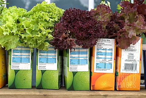 SALAD_LETTUCE_GROWING_IN_REPURPOSED_JUICE_CARTONS