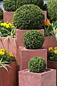 DISPLAY OF BOX TOPIARY