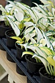 CUTTINGS OF HOSTA