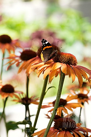 BUTTERFLY_ON_ECHINACEA_ARTS_PRIDE