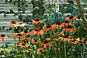 ECHINACEA ARTS PRIDE