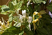 LONICERA JAPONICA MINT CRISP