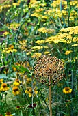 COMBINATION ACHILLEA WITH ALLIUM SEEDHEAD