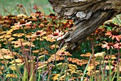 ECHINACEA ARTS PRIDE WITH ACHILLEA