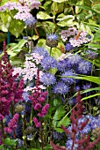 ASSOCIATION PLANTING - JASIONE, ACHILLEA, ASTILBE