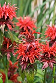 MONARDA CAMBRIDGE SCARLET