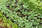 VEGETABLE GARDEN