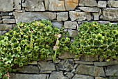 SEDUM GROWING IN GARDEN WALL