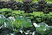 ROBINSONS GIANT CABBAGE WITH BROCCOLI