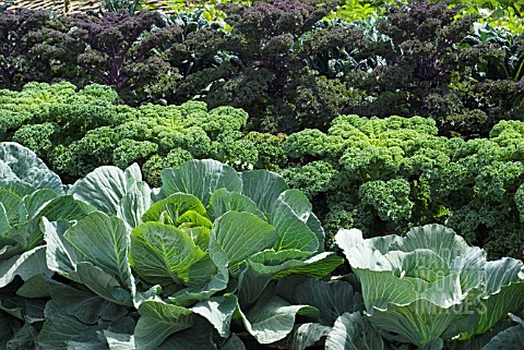 ROBINSONS_GIANT_CABBAGE_WITH_BROCCOLI