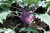 KOHL RABI PURPLE DANUBE