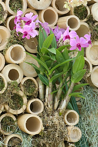 ORCHIDS_GROWING_IN_BAMBOO_WALL