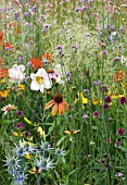 DRIFT OF SUMMER PERENNIALS