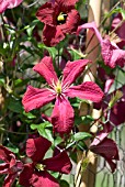 CLEMATIS MADAM JULIA CORREVON