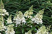 HYDRANGEA PANICULATA PINKY WINKY