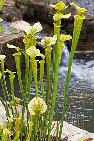 SARRACENIA