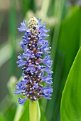 PONTEDERIA CORDATA VAR LANCIFOLIA