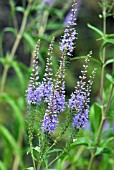 VERONICA LONGIFOLIA