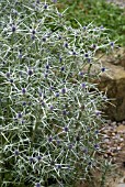 ERYNGIUM TRICUSPIDATUM