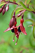 FUCHSIA DYING EMBERS