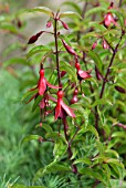 FUCHSIA DYING EMBERS