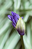 AGAPANTHUS SILVER MOON