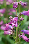 PENSTEMON SOUR GRAPES