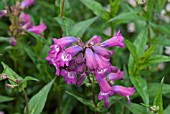 PENSTEMON SOUR GRAPES