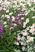 COMBINATION PENSTEMON WITH ARGYRANTHEMUM