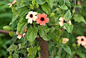 THUNBERGIA ALATA AFRICAN SUNSET