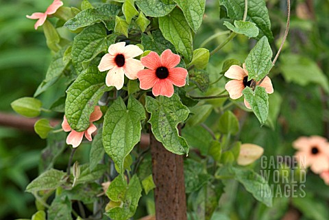 THUNBERGIA_ALATA_AFRICAN_SUNSET