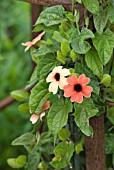 THUNBERGIA ALATA AFRICAN SUNSET