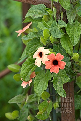 THUNBERGIA_ALATA_AFRICAN_SUNSET