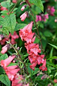 PENSTEMON STRAWBERRY FANCY