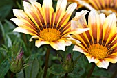 GAZANIA TIGER STRIPES