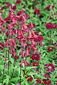 PENSTEMON PORT WINE