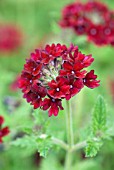 VERBENA CLARET