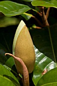 MAGNOLIA GRANDIFLORA