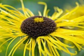 INULA HOOKERII