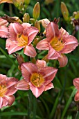 HEMEROCALLIS BOWL OF ROSES