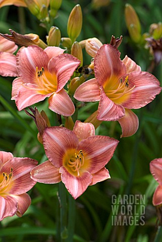 HEMEROCALLIS_BOWL_OF_ROSES