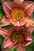 HEMEROCALLIS BOWL OF ROSES