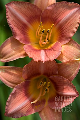 HEMEROCALLIS_BOWL_OF_ROSES