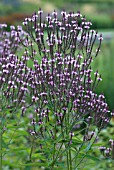 VERBENA HASTATA