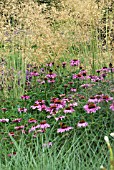 HEIGHT ON LATE SUMMER BORDER