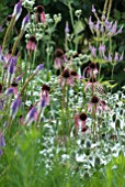 MIXED PERENNIAL BORDER